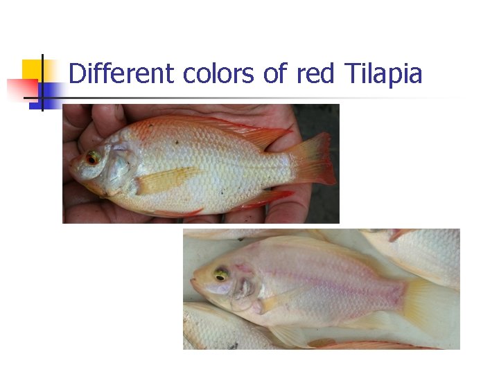 Different colors of red Tilapia Different colors of red Tilapia