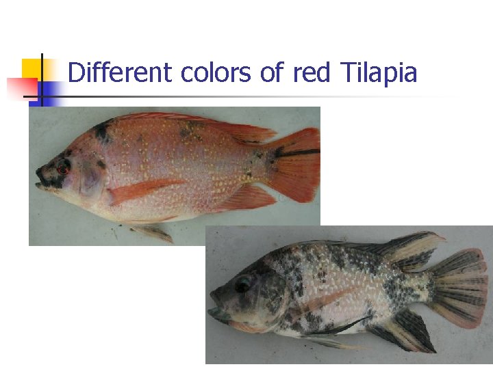 Different colors of red Tilapia Different colors of red Tilapia