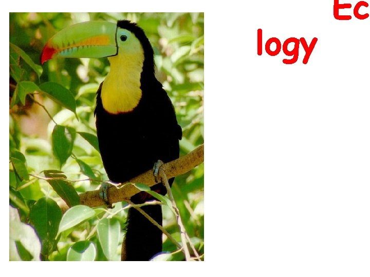 logy Ec logy Ec