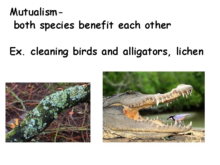 Mutualismboth species benefit each other Ex. cleaning birds and alligators, lichen Mutualismboth species benefit each other Ex. cleaning birds and alligators, lichen