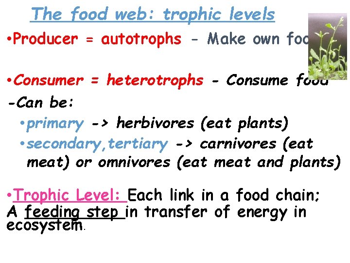 The food web: trophic levels • Producer = autotrophs - Make own food • The food web: trophic levels • Producer = autotrophs - Make own food •