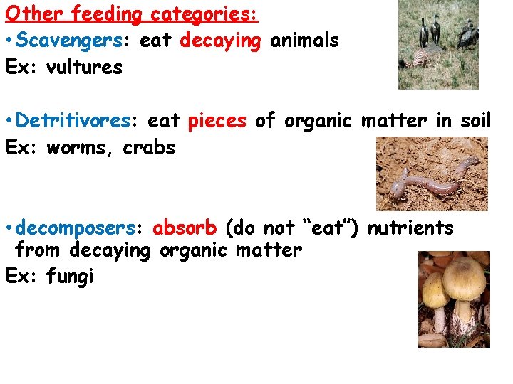 Other feeding categories: • Scavengers: eat decaying animals Ex: vultures • Detritivores: eat pieces Other feeding categories: • Scavengers: eat decaying animals Ex: vultures • Detritivores: eat pieces