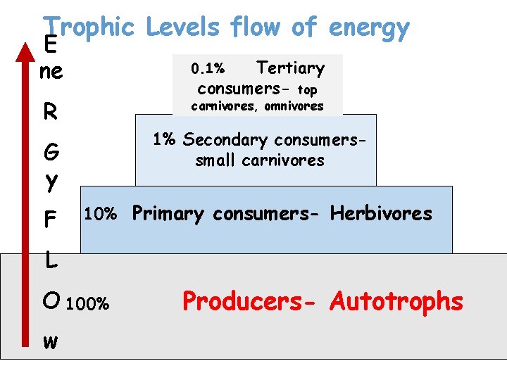 Trophic Levels flow of energy E ne Tertiary consumers- top 0. 1% R carnivores, Trophic Levels flow of energy E ne Tertiary consumers- top 0. 1% R carnivores,