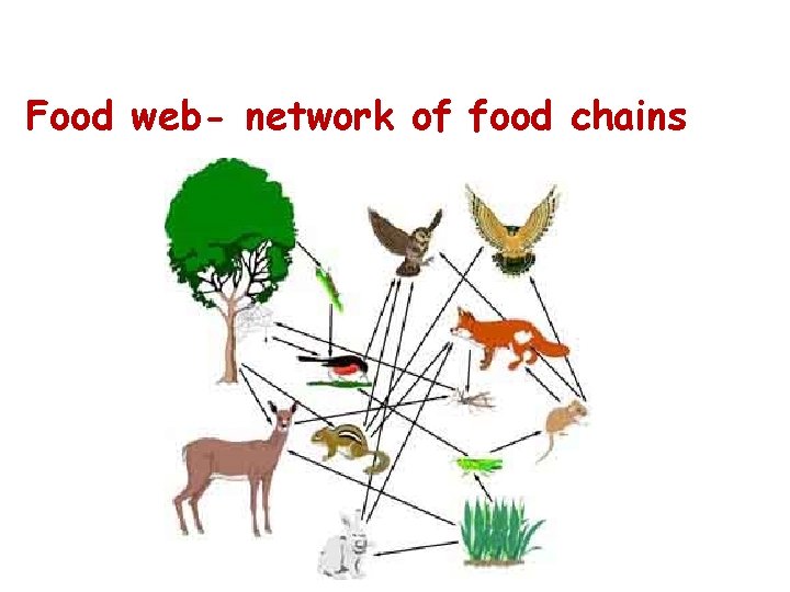 Food web- network of food chains Food web- network of food chains