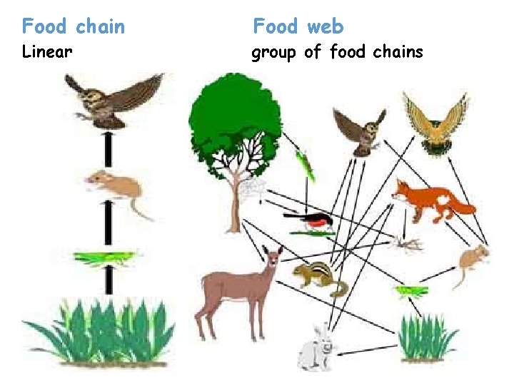 Food chain Linear Food web group of food chains Food chain Linear Food web group of food chains