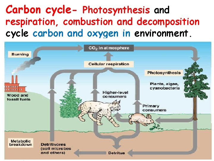 Carbon cycle- Photosynthesis and respiration, combustion and decomposition cycle carbon and oxygen in environment. Carbon cycle- Photosynthesis and respiration, combustion and decomposition cycle carbon and oxygen in environment.