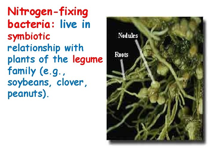 Nitrogen-fixing bacteria: live in symbiotic relationship with plants of the legume family (e. g. Nitrogen-fixing bacteria: live in symbiotic relationship with plants of the legume family (e. g.