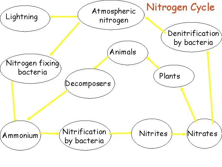 Lightning Atmospheric nitrogen Nitrogen Cycle Denitrification by bacteria Animals Nitrogen fixing bacteria Decomposers Ammonium Lightning Atmospheric nitrogen Nitrogen Cycle Denitrification by bacteria Animals Nitrogen fixing bacteria Decomposers Ammonium