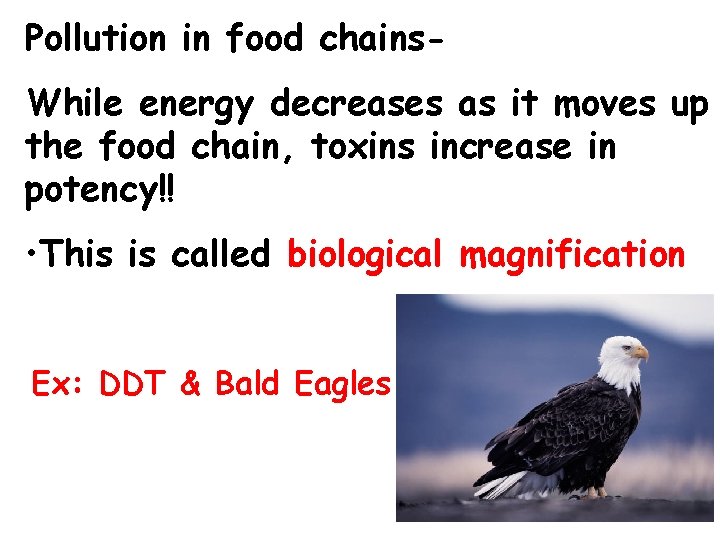 Pollution in food chains. While energy decreases as it moves up the food chain, Pollution in food chains. While energy decreases as it moves up the food chain,