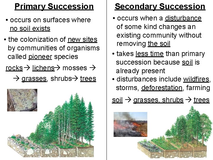 Primary Succession • occurs on surfaces where no soil exists • the colonization of Primary Succession • occurs on surfaces where no soil exists • the colonization of