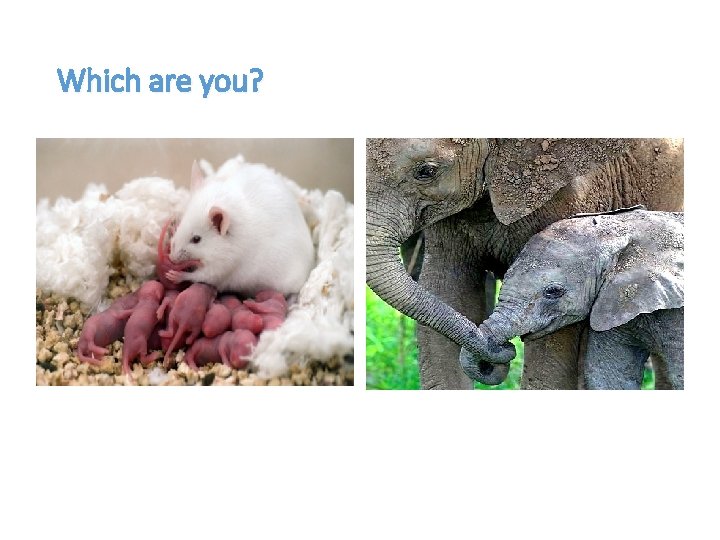 Which are you? R-strategist K-strategist Which are you? R-strategist K-strategist