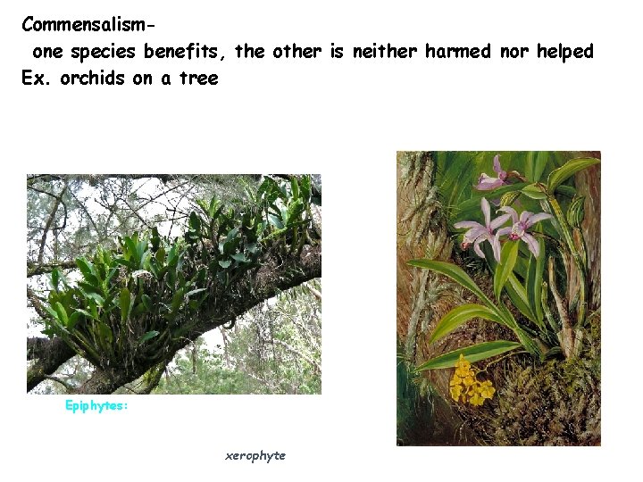 Commensalismone species benefits, the other is neither harmed nor helped Ex. orchids on a Commensalismone species benefits, the other is neither harmed nor helped Ex. orchids on a
