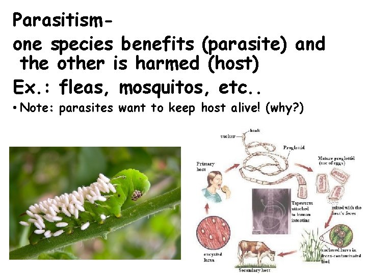 Parasitismone species benefits (parasite) and the other is harmed (host) Ex. : fleas, mosquitos, Parasitismone species benefits (parasite) and the other is harmed (host) Ex. : fleas, mosquitos,