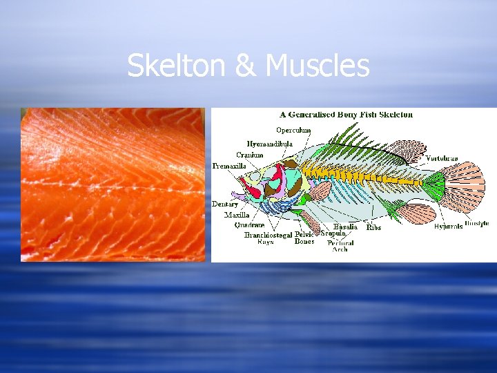 Skelton & Muscles 