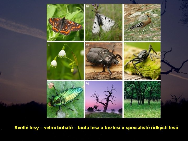 Světlé lesy – velmi bohaté – biota lesa x bezlesí x specialisté řídkých lesů