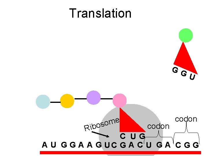 Translation GG U e m o s o Rib codon C UG A U