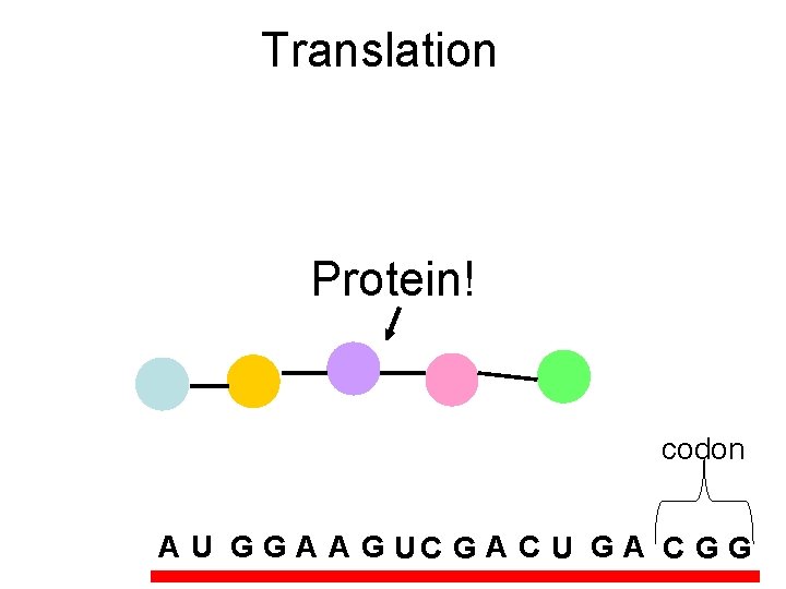 Translation Protein! codon A U G G A A G UC G A C