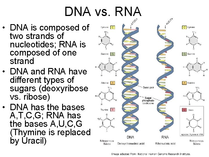 DNA vs. RNA • DNA is composed of two strands of nucleotides; RNA is