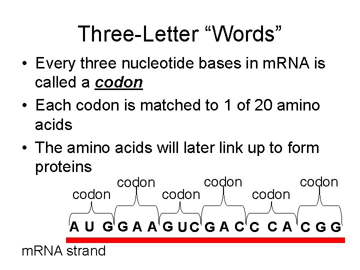 Three-Letter “Words” • Every three nucleotide bases in m. RNA is called a codon
