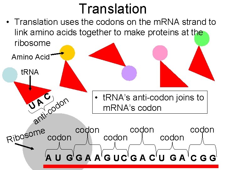 Translation • Translation uses the codons on the m. RNA strand to link amino