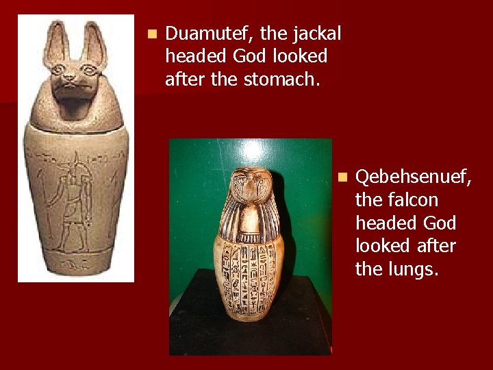 n Duamutef, the jackal headed God looked after the stomach. n Qebehsenuef, the falcon