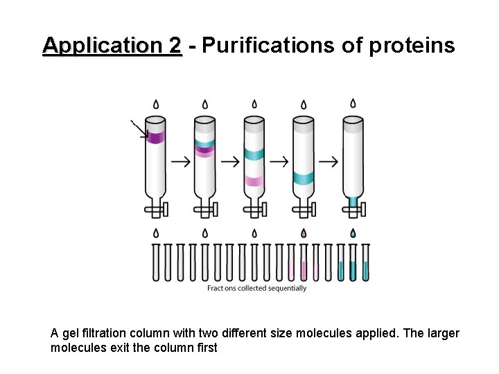 Application 2 - Purifications of proteins A gel filtration column with two different size