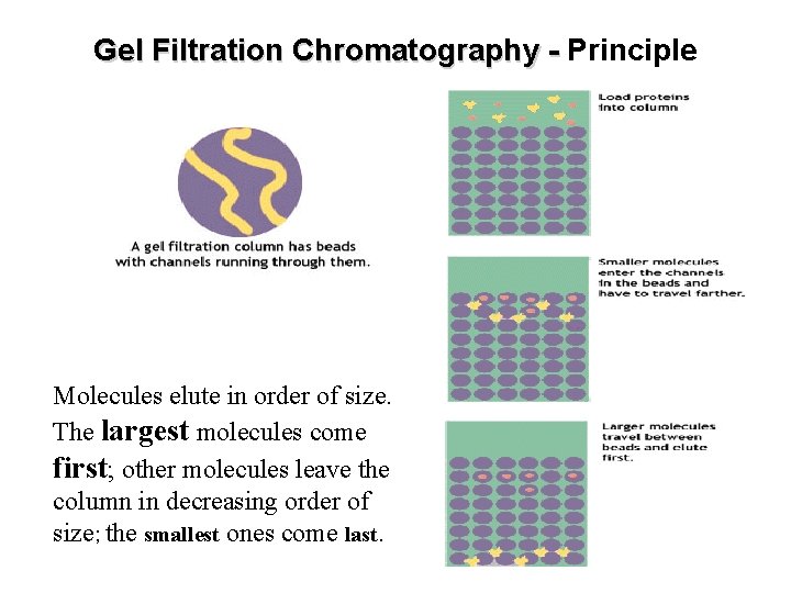 Gel Filtration Chromatography - Principle Molecules elute in order of size. The largest molecules