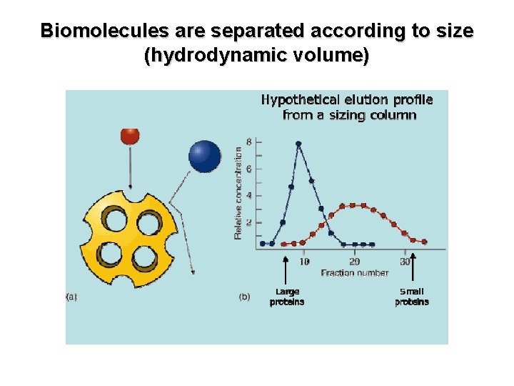 Biomolecules are separated according to size (hydrodynamic volume) 