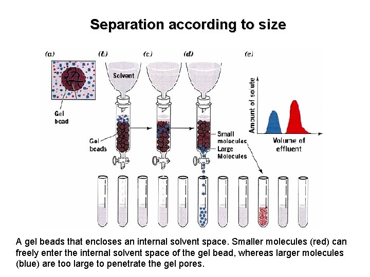 Separation according to size A gel beads that encloses an internal solvent space. Smaller