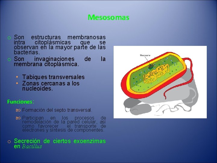 Mesosomas o Son estructuras membranosas intra citoplásmicas que se observan en la mayor parte