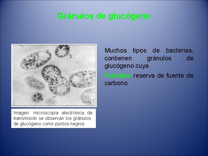 Gránulos de glucógeno Muchos tipos de bacterias, contienen gránulos de glucógeno cuya Función: reserva