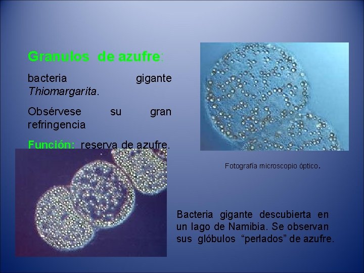 Granulos de azufre: bacteria Thiomargarita. Obsérvese refringencia gigante su gran Función: reserva de azufre.