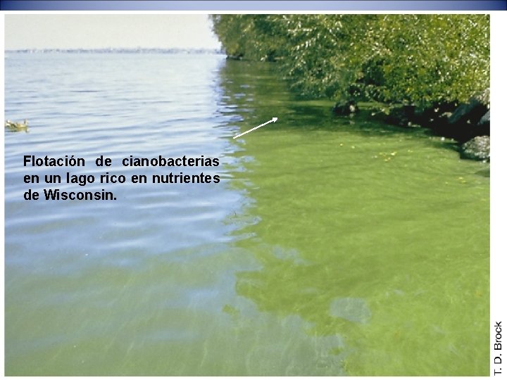 Flotación de cianobacterias en un lago rico en nutrientes de Wisconsin. 