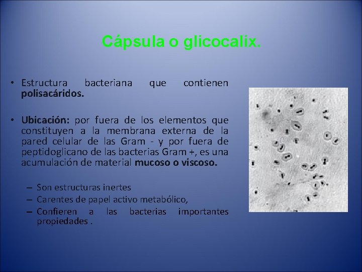 Cápsula o glicocalix. • Estructura bacteriana polisacáridos. que contienen • Ubicación: por fuera de