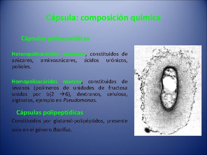 Cápsula: composición química Cápsulas polisacarídicas Heteropolisacáridos aniónicos, constituidos de azúcares, aminoazúcares, ácidos urónicos, polioles.