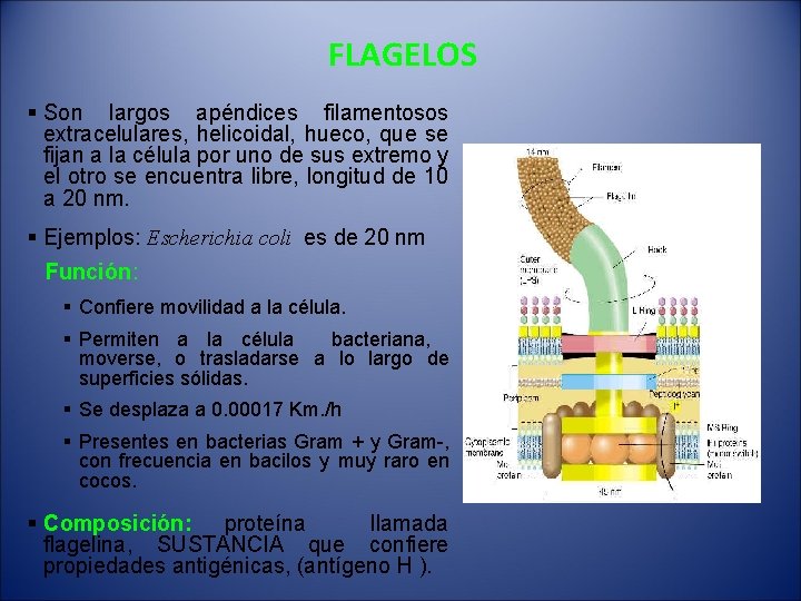 FLAGELOS § Son largos apéndices filamentosos extracelulares, helicoidal, hueco, que se fijan a la