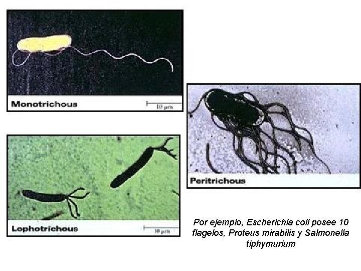 Por ejemplo, Escherichia coli posee 10 flagelos, Proteus mirabilis y Salmonella tiphymurium 