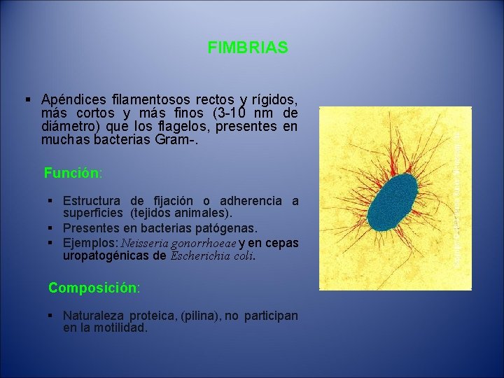 FIMBRIAS § Apéndices filamentosos rectos y rígidos, más cortos y más finos (3 -10