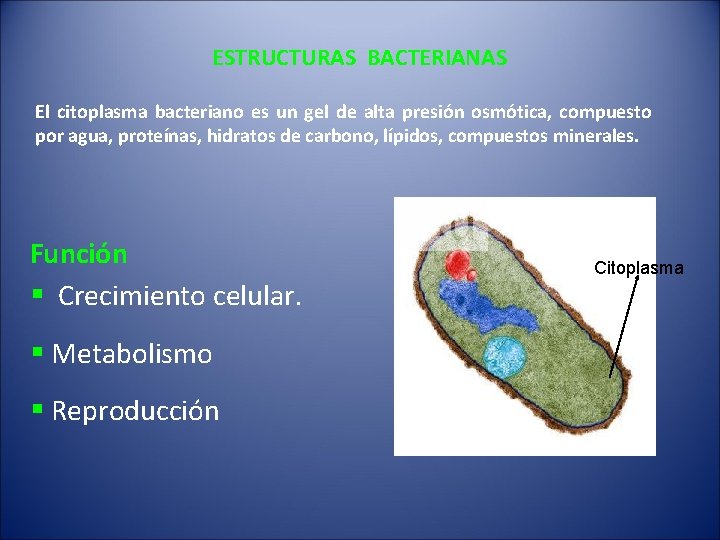 ESTRUCTURAS BACTERIANAS El citoplasma bacteriano es un gel de alta presión osmótica, compuesto por