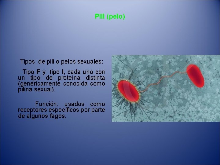 Pili (pelo) Tipos de pili o pelos sexuales: Tipo F y tipo I, cada