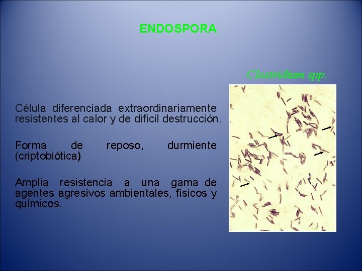 ENDOSPORA Clostridium spp. Célula diferenciada extraordinariamente resistentes al calor y de difícil destrucción. Forma