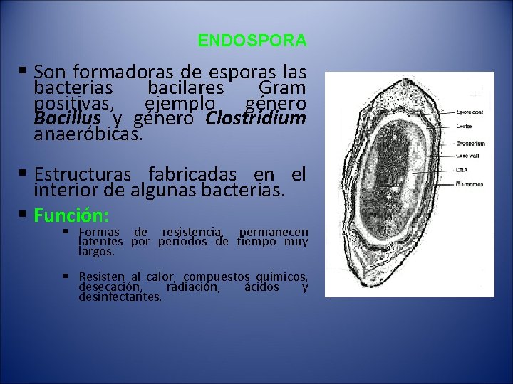 ENDOSPORA § Son formadoras de esporas las bacterias bacilares Gram positivas, ejemplo género Bacillus