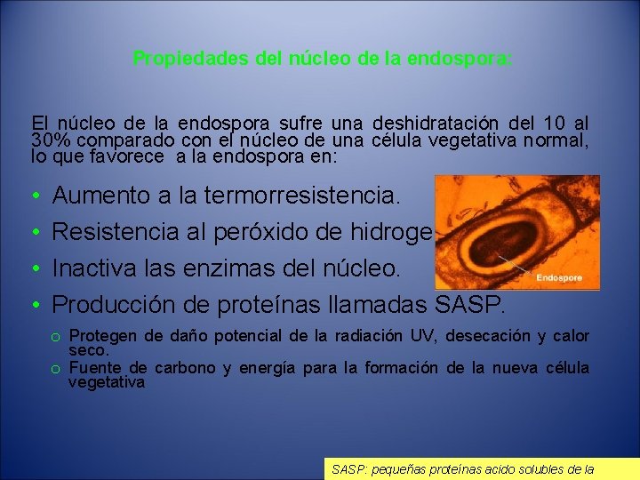 Propiedades del núcleo de la endospora: El núcleo de la endospora sufre una deshidratación