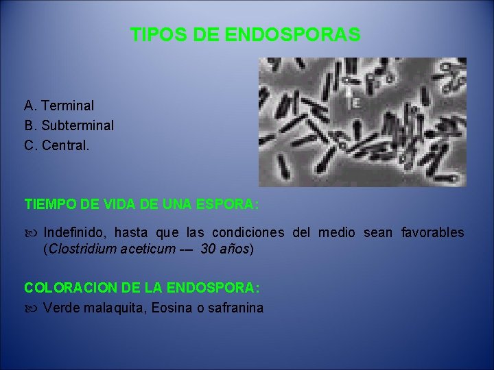 TIPOS DE ENDOSPORAS A. Terminal B. Subterminal C. Central. TIEMPO DE VIDA DE UNA