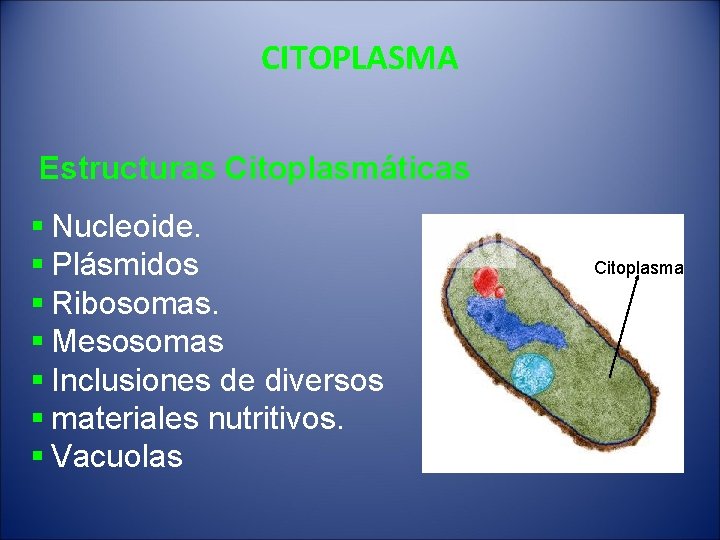 CITOPLASMA Estructuras Citoplasmáticas § Nucleoide. § Plásmidos § Ribosomas. § Mesosomas § Inclusiones de