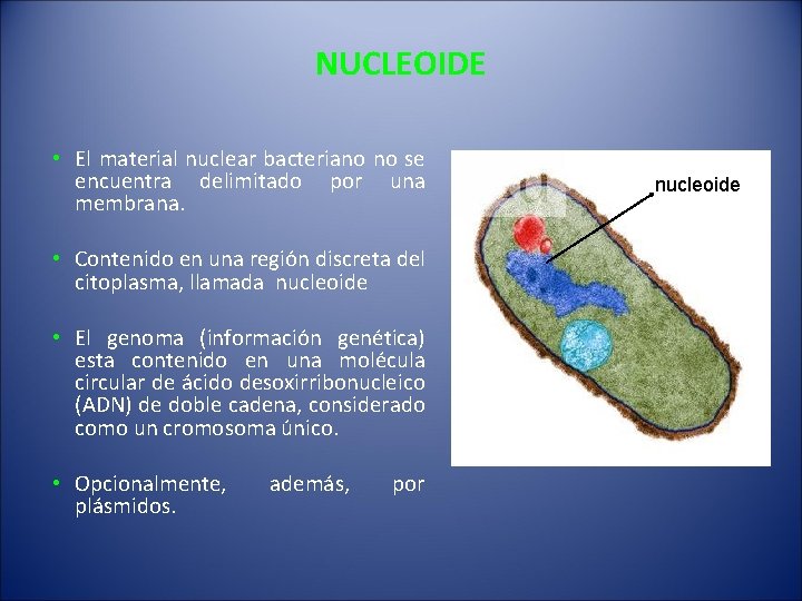 NUCLEOIDE • El material nuclear bacteriano no se encuentra delimitado por una membrana. •