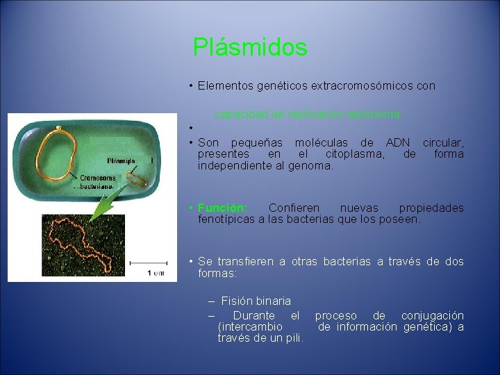 Plásmidos • Elementos genéticos extracromosómicos con capacidad de replicación autónoma. • • Son pequeñas