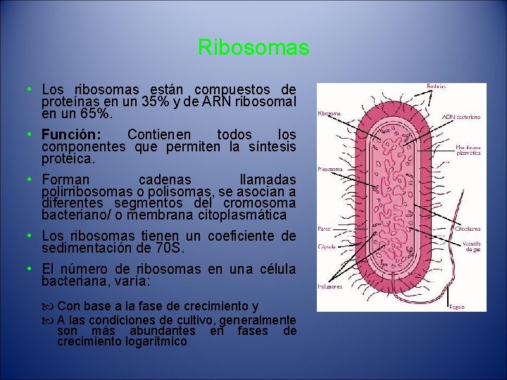 Ribosomas • Los ribosomas están compuestos de proteínas en un 35% y de ARN