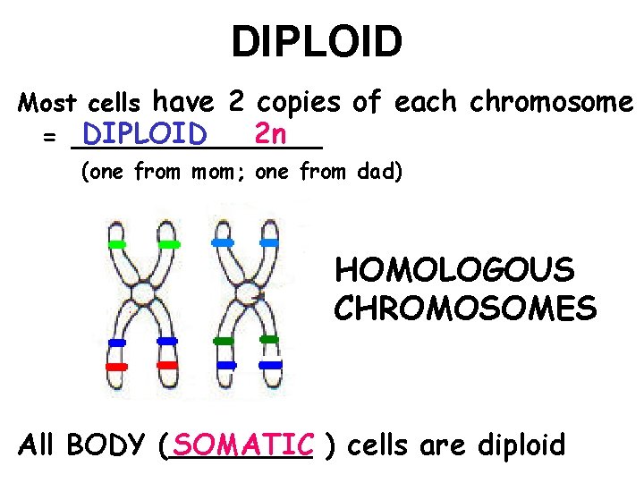 DIPLOID Most cells have 2 copies of each chromosome DIPLOID 2 n = _______