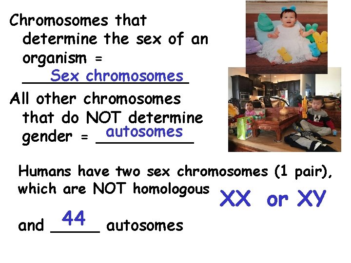 Chromosomes that determine the sex of an organism = Sex chromosomes _________ All other